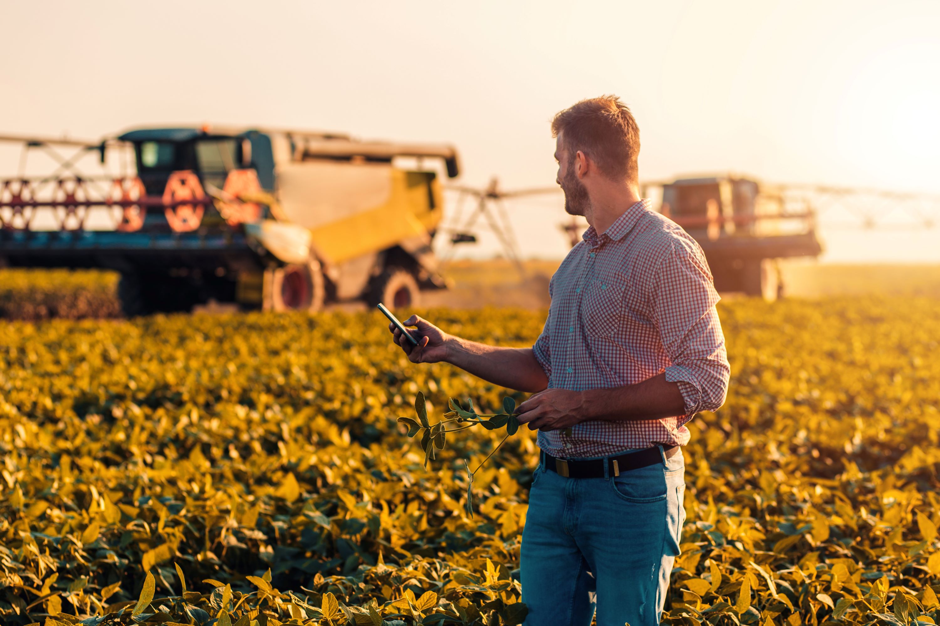 Agriculture professional holding a smartphone and standing in a field of crops 
